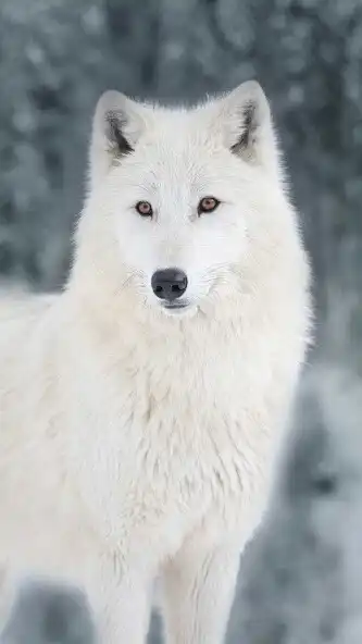 Play White Polar Wolf Wallpaper  and enjoy White Polar Wolf Wallpaper with UptoPlay