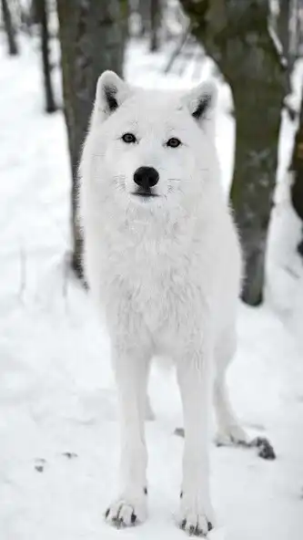 Play White Polar Wolf Wallpaper as an online game White Polar Wolf Wallpaper with UptoPlay
