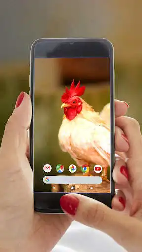 Play White Rooster Live Video Wallpaper  and enjoy White Rooster Live Video Wallpaper with UptoPlay