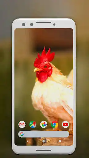 Play White Rooster Live Video Wallpaper as an online game White Rooster Live Video Wallpaper with UptoPlay