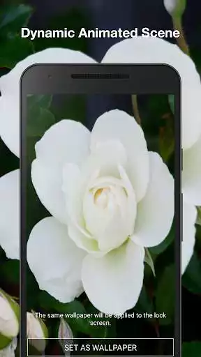 Play White Rose Live Wallpaper