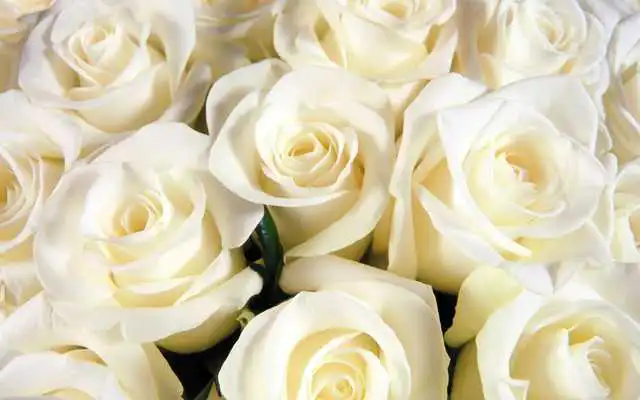 Play White Rose Live Wallpaper