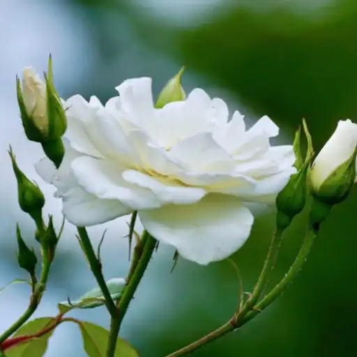 Play White Roses Wallpaper APK