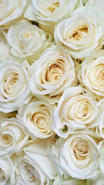 Play White Roses Wallpaper and enjoy White Roses Wallpaper with UptoPlay Play White Roses Wallpaper and enjoy White Roses Wallpaper with UptoPlay