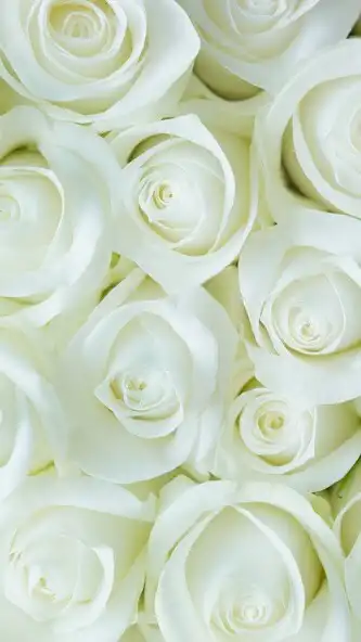 Play White Roses Wallpaper as an online game online White Roses Wallpaper with UptoPlay Play White Roses Wallpaper as an online game White Roses Wallpaper with UptoPlay