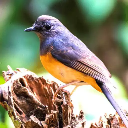 Free play online White-rumped shama Sounds APK