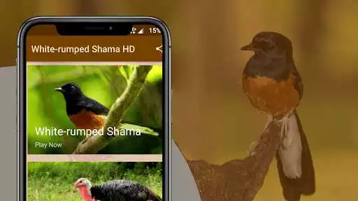 Play White-rumped Shama Sounds and enjoy White-rumped Shama Sounds with UptoPlay Play White-rumped Shama Sounds and enjoy White-rumped Shama Sounds with UptoPlay