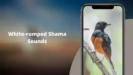 Play White-rumped Shama Sounds as an online game online White-rumped Shama Sounds with UptoPlay Play White-rumped Shama Sounds as an online game White-rumped Shama Sounds with UptoPlay