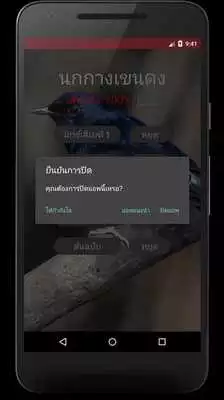 Play White-rumped shama Sounds Play White-rumped shama Sounds