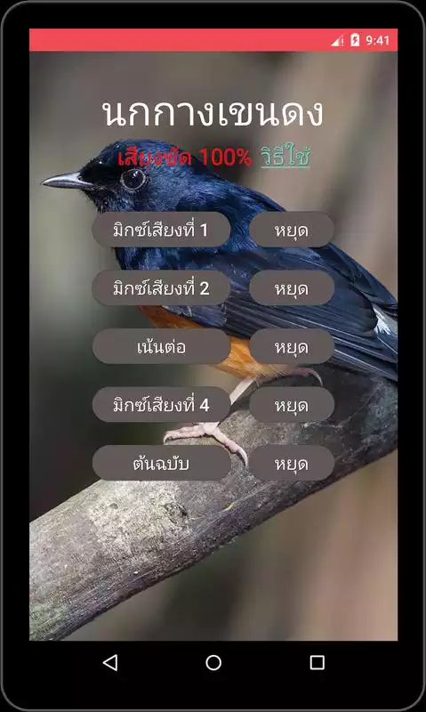 Play White-rumped shama Sounds Play White-rumped shama Sounds