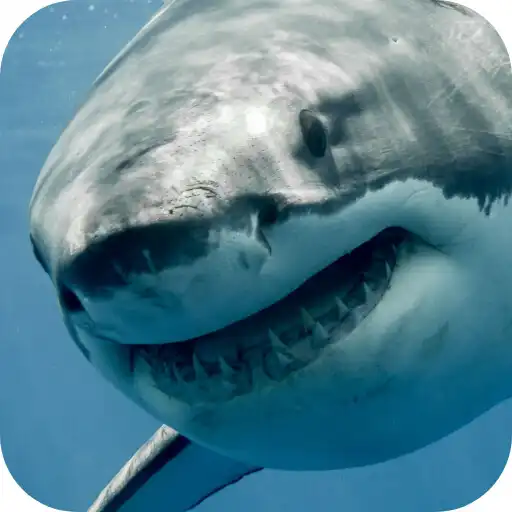 Play White Shark Video Wallpaper APK Play White Shark Video Wallpaper APK