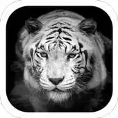 Free play online White tiger coolness theme APK