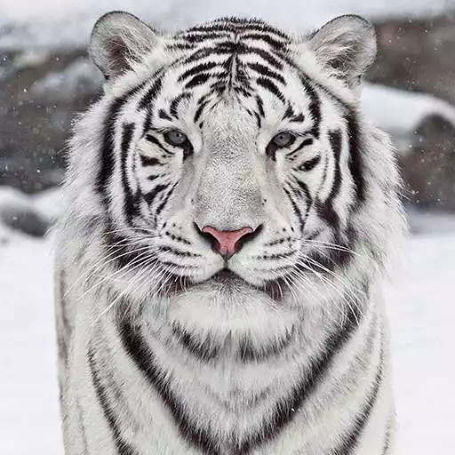 Free play online White Tiger Live Wallpaper  APK