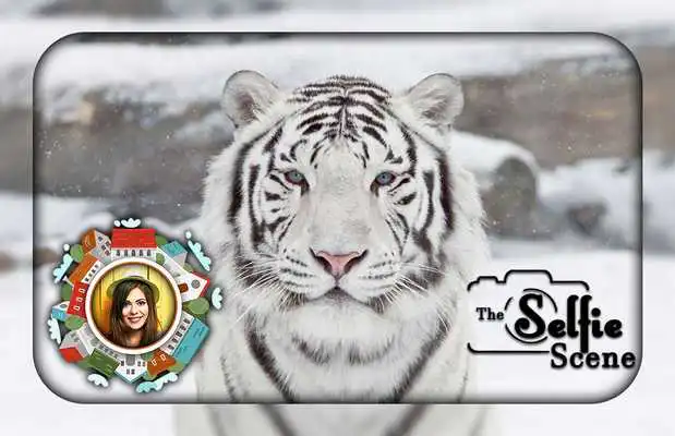 Play White Tiger Photo Editor Play White Tiger Photo Editor