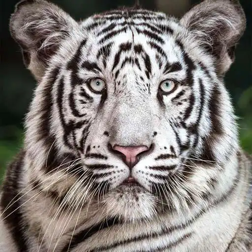 Play White Tiger Wallpaper 4K APK