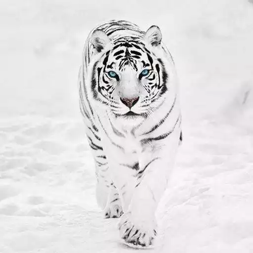 Play White Tiger Wallpaper HD APK Play White Tiger Wallpaper HD APK