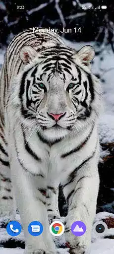 Play White Tiger Wallpaper HD as an online game White Tiger Wallpaper HD with UptoPlay