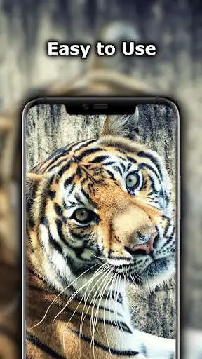 Play White Tiger Wallpaper
