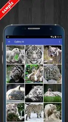 Play White Tiger Wallpaper
