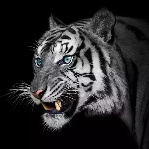 Play White Tiger Wallpapers APK Play White Tiger Wallpapers APK