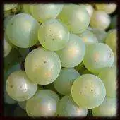 Free play online White Wine Wallpapers - Free APK Free play online White Wine Wallpapers - Free APK