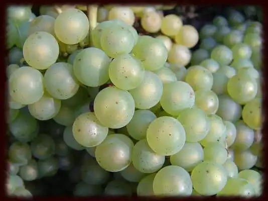 Play White Wine Wallpapers - Free