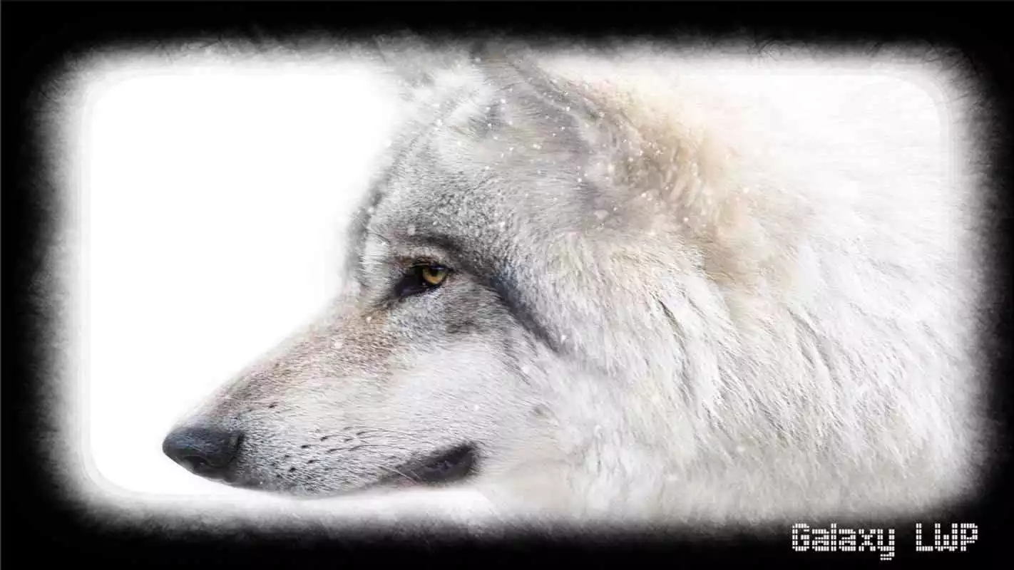 Play White Wolf Wallpaper