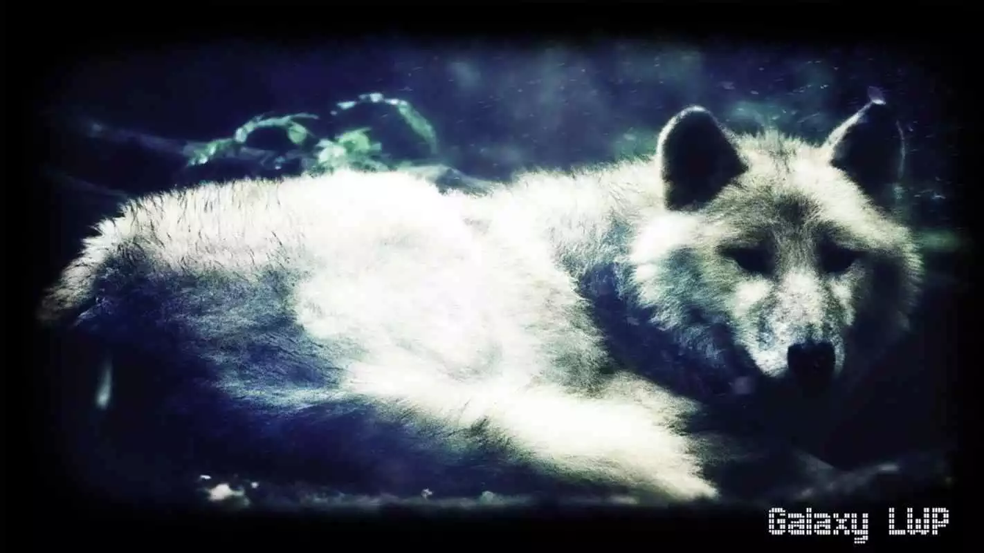 Play White Wolf Wallpaper