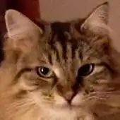 Free play online Widget for Google Photos APK