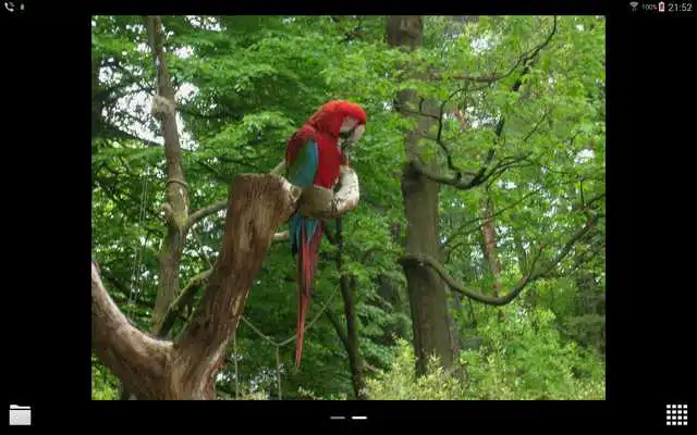 Play Widget for Google Photos