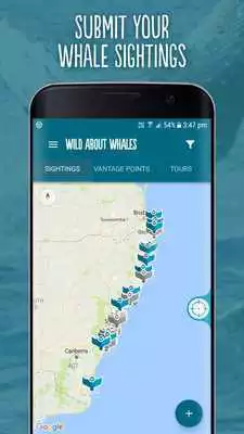 Play Wild About Whales