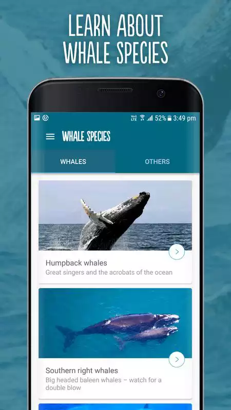 Play Wild About Whales