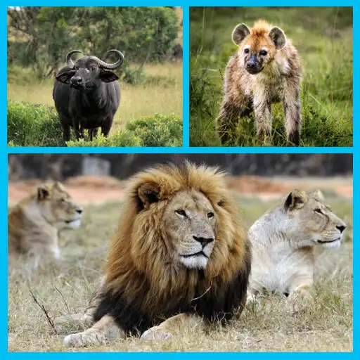 Play Wild Africa Animals Wallpaper APK