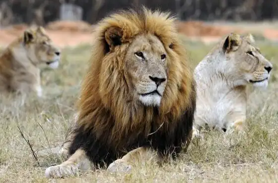 Play Wild Africa Animals Wallpaper and enjoy Wild Africa Animals Wallpaper with UptoPlay Play Wild Africa Animals Wallpaper and enjoy Wild Africa Animals Wallpaper with UptoPlay