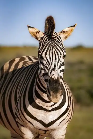 Play Wild Africa Animals Wallpaper as an online game online Wild Africa Animals Wallpaper with UptoPlay Play Wild Africa Animals Wallpaper as an online game Wild Africa Animals Wallpaper with UptoPlay