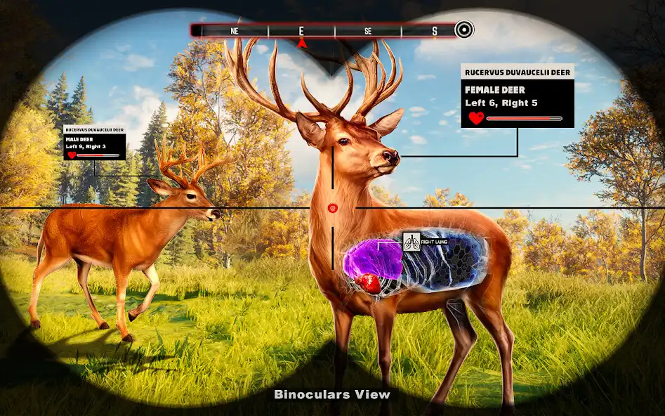 Play Wild Animal Deer hunting games  and enjoy Wild Animal Deer hunting games with UptoPlay