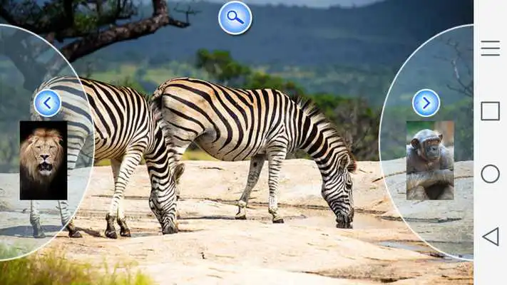 Play Wild Animal Photo Frames