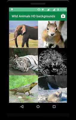 Play Wild Animals Backgrounds