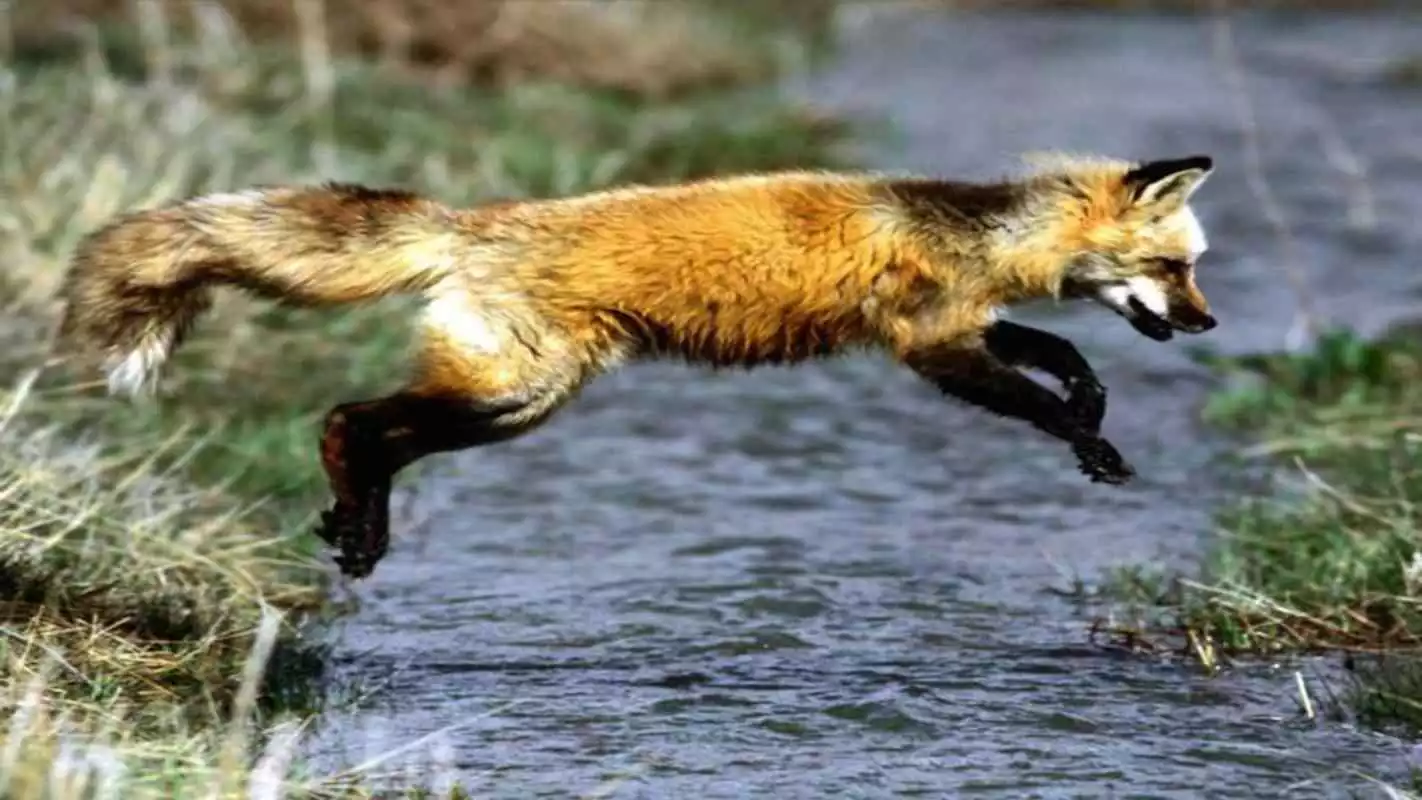 Play Wild Animals Backgrounds