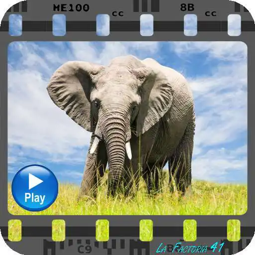 Play Wild animals, documentaries APK