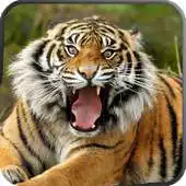 Free play online Wild Animals HD Live Wallpaper APK