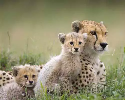 Play Wild Animals HD Live Wallpaper