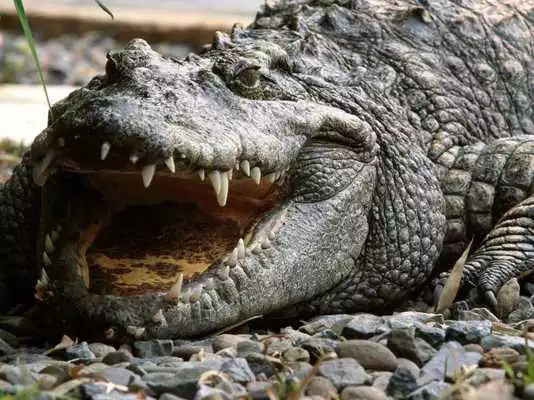 Play Wild Animals HD Live Wallpaper