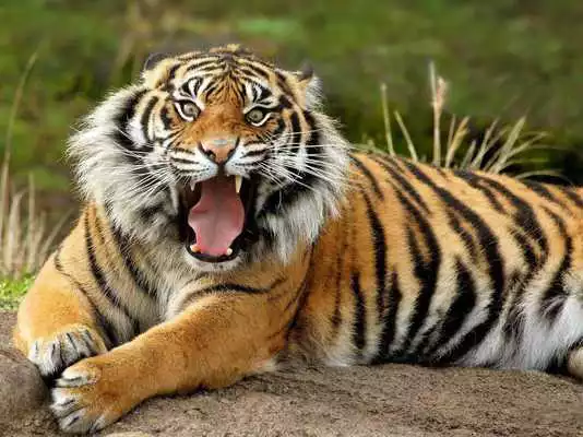 Play Wild Animals HD Live Wallpaper