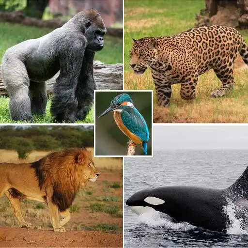 Play Wild Animals. Learn by Playing! APK Play Wild Animals. Learn by Playing! APK
