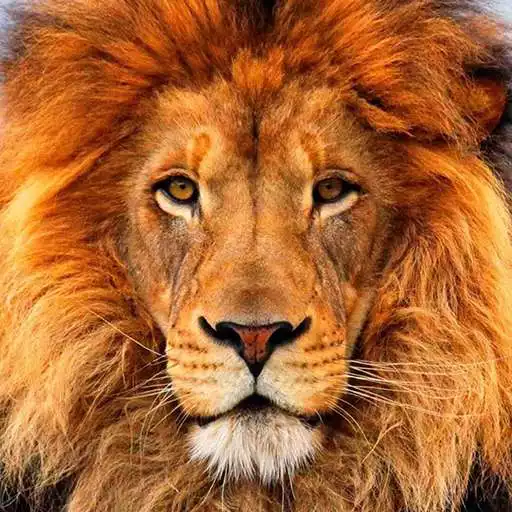 Free play online Wild Animals live wallpaper APK Free play online Wild Animals live wallpaper APK