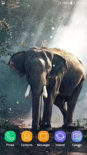 Play Wild Animals live wallpaper