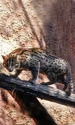 Play Wild Animals live wallpaper