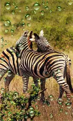 Play Wild Animals live wallpaper