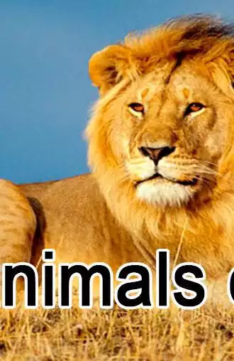 Play Wild animals online as an online game Wild animals online with UptoPlay